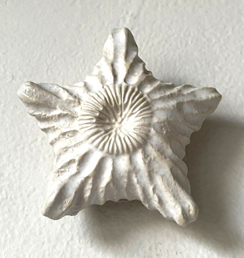 25-56  White Sea Star Swirl Wall Pod