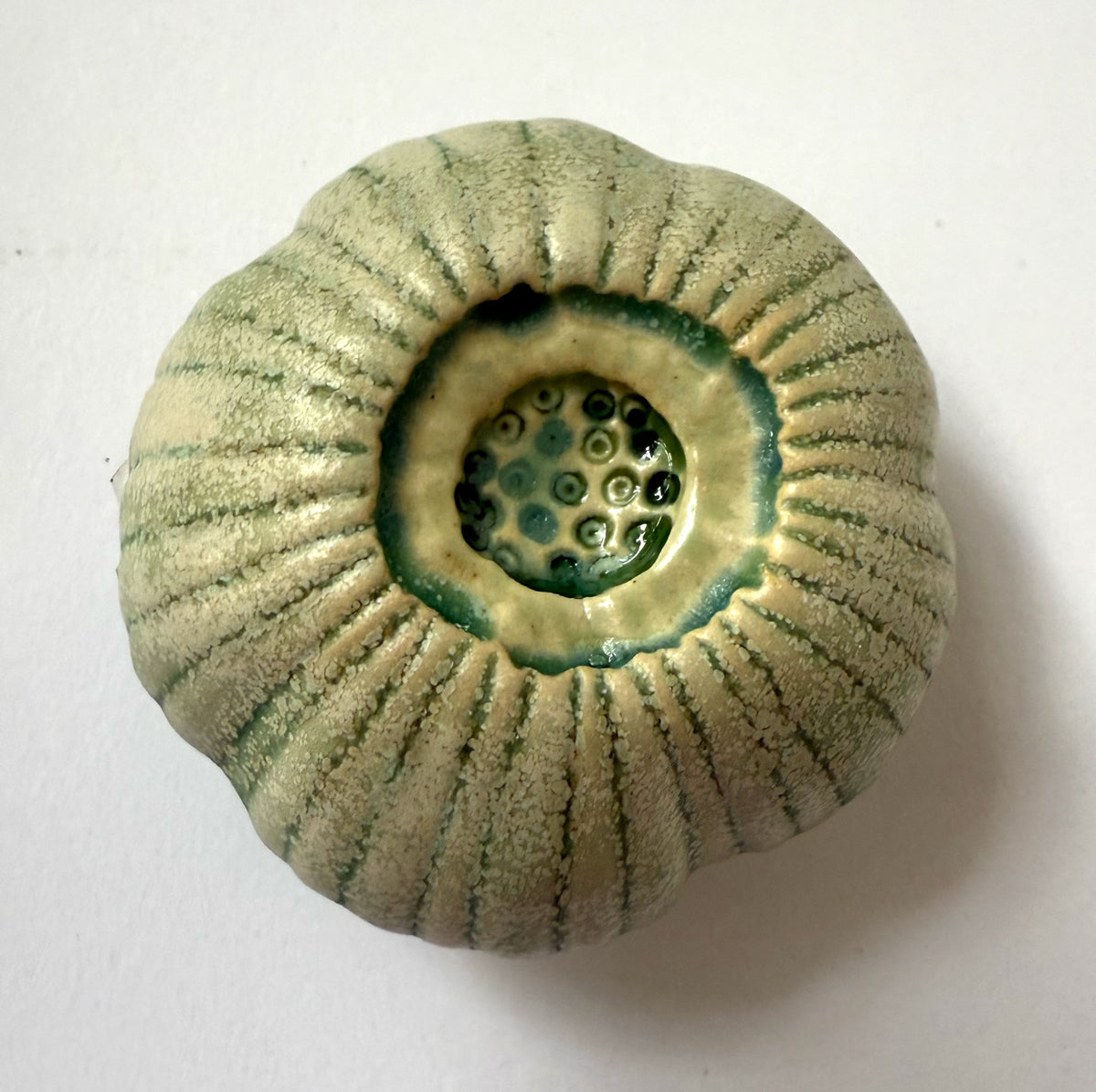 25-28b  Coral Sea Garden Pod