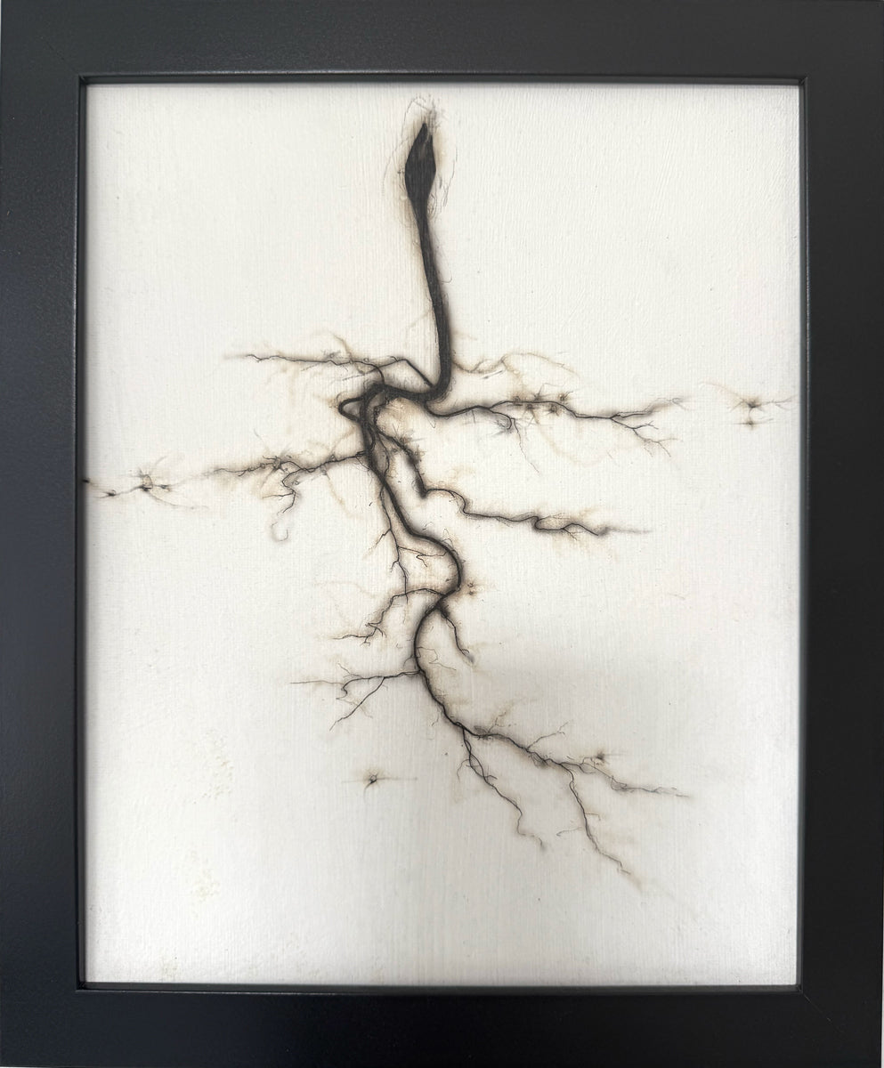 28. Mycorhizzal Root