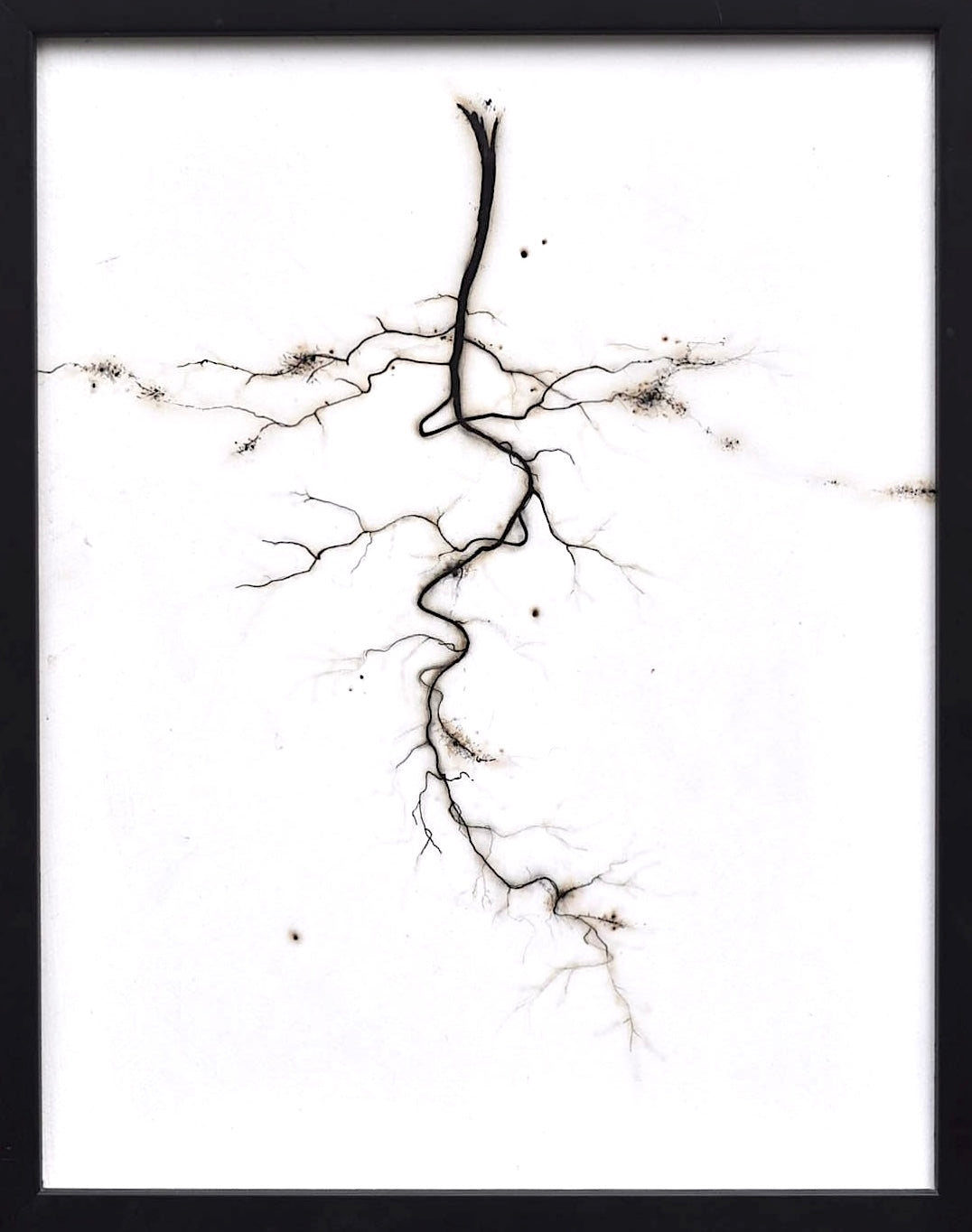 30. Mycorhizzal Root