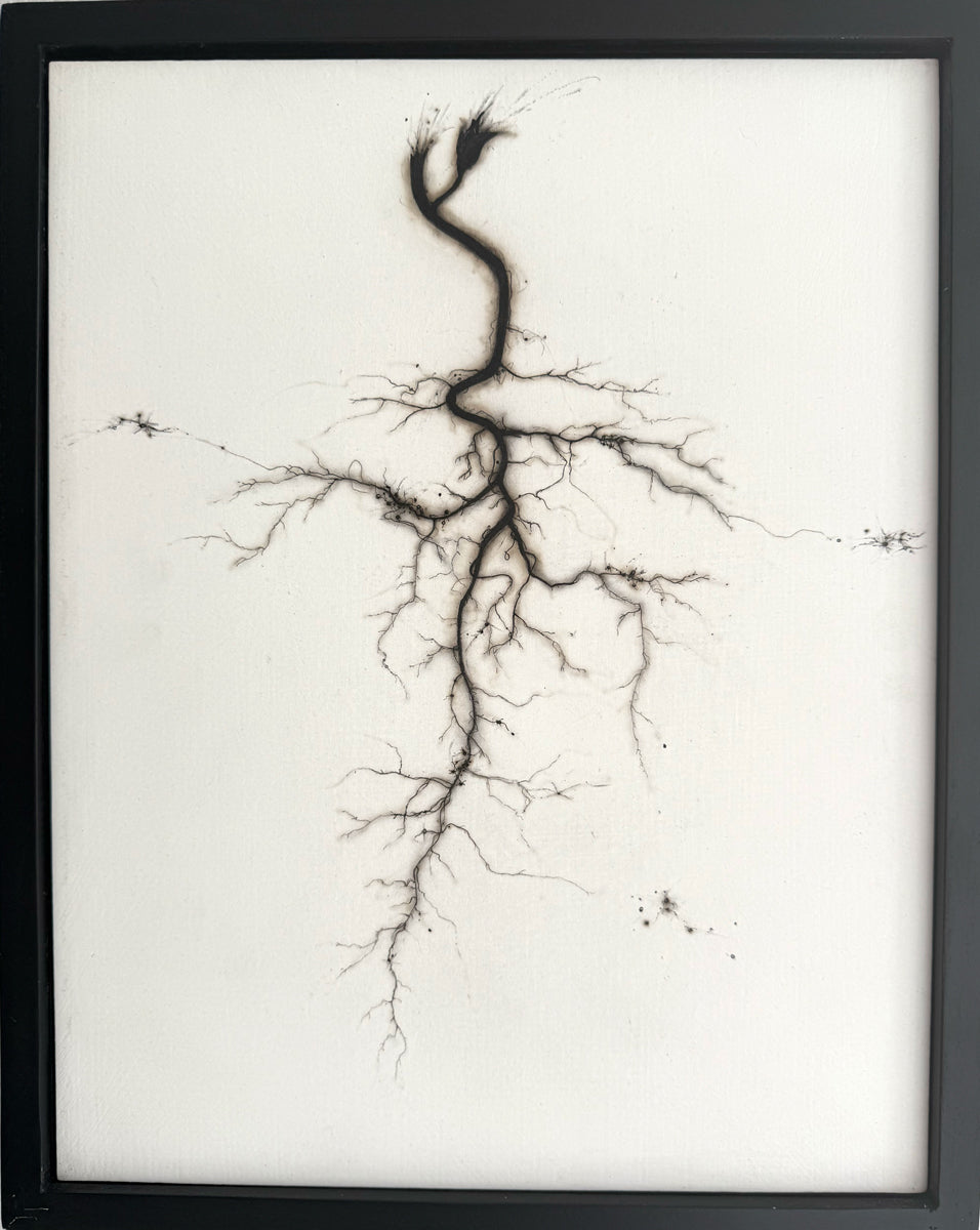 31. Mycorhizzal Root