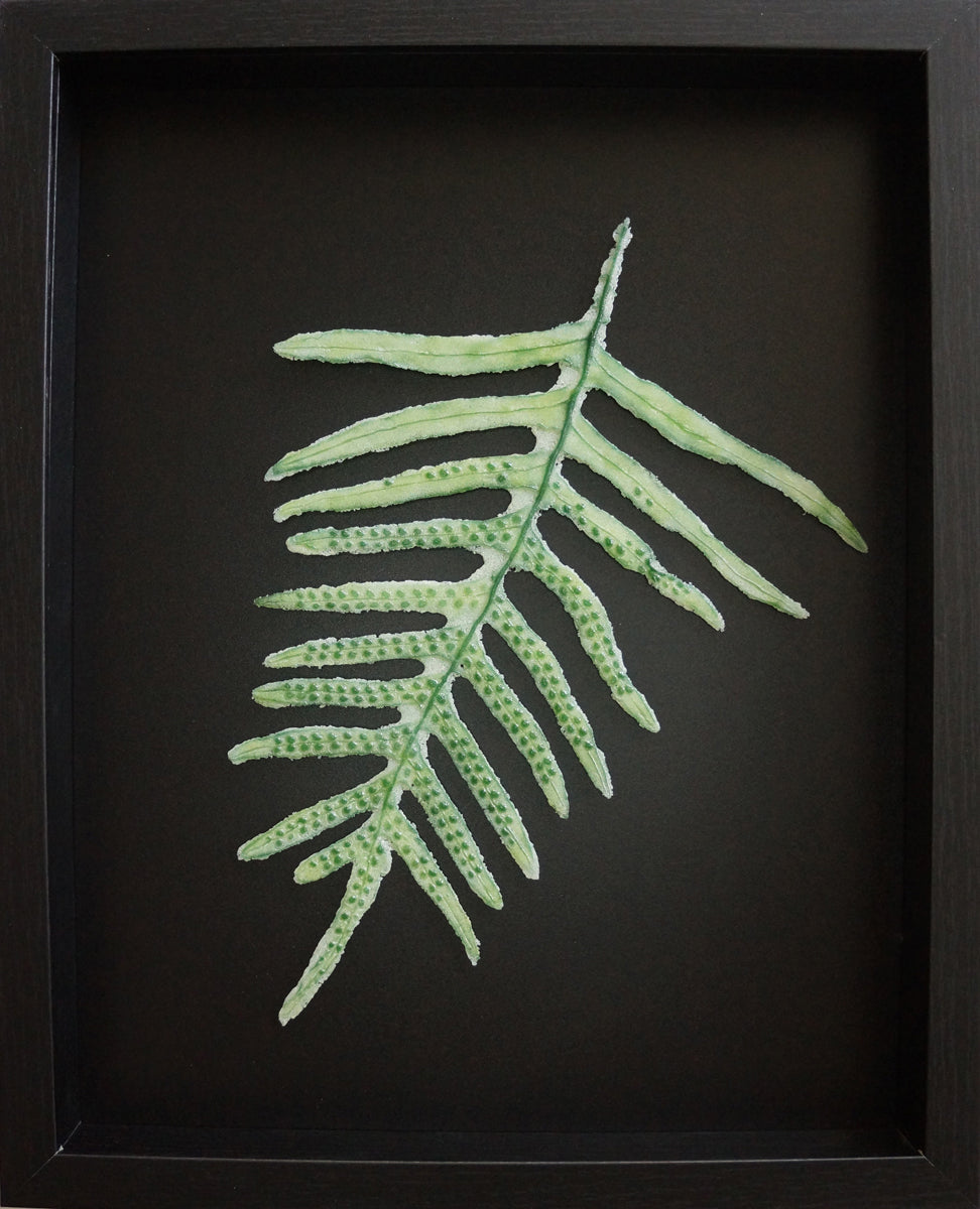 49. Licorce Fern