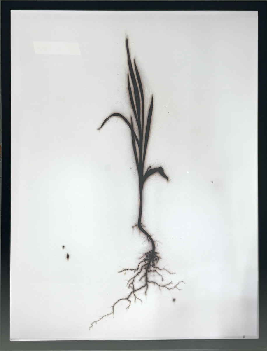 5. Marsh grass