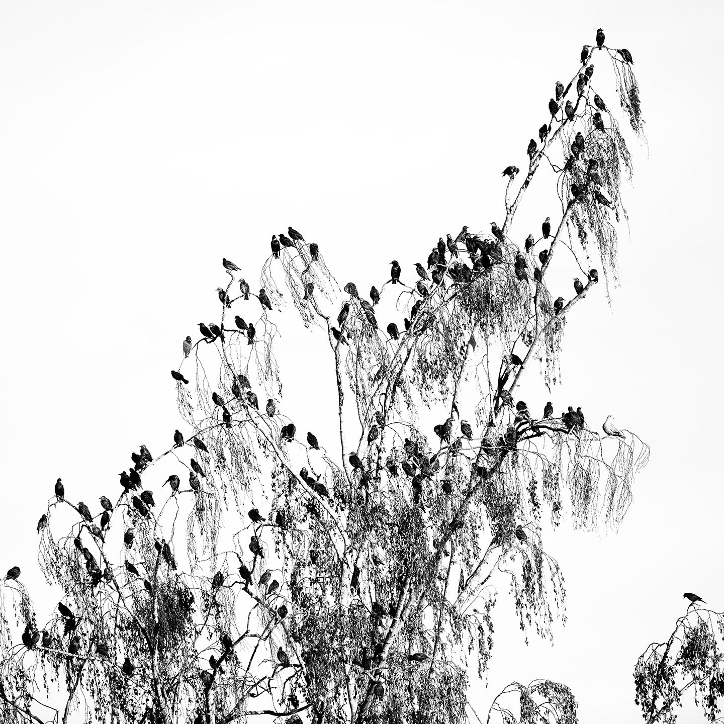 6. Starlings & a Dove