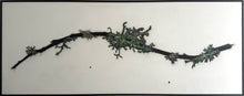 Load image into Gallery viewer, 8. Twig with Lichens
