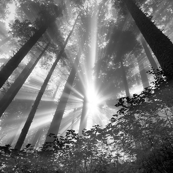 9. Manzanita Trees & Sun