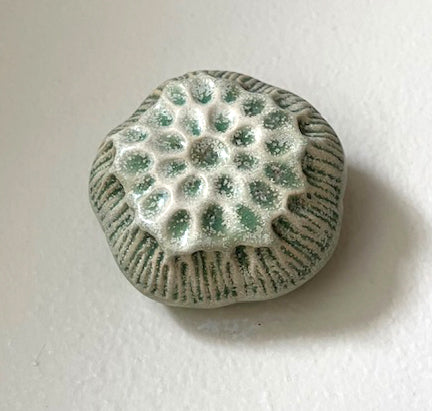 25-31  Light Green Anemone Bloom Pod