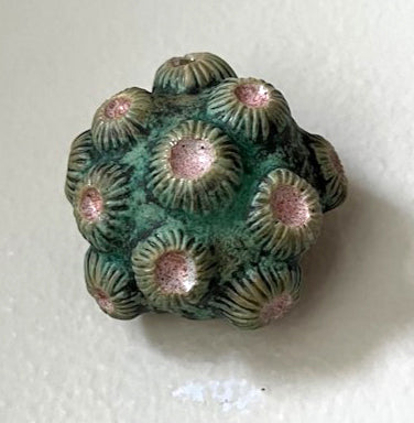 25-35  Pink and Green Barnacle Pod