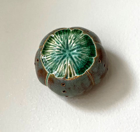 5-24 Blue and Brown Sea Urchin Pod