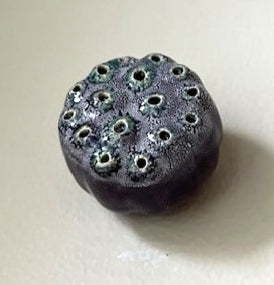 63-24 Purple Lotus Seed Pod