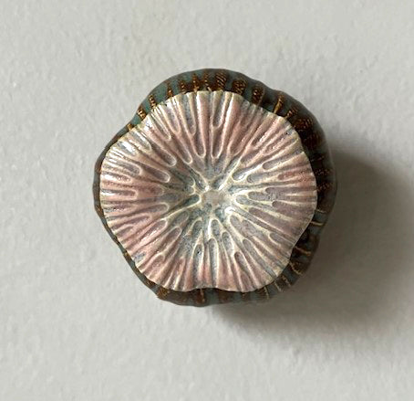 78-24 Pink Sea Poppy Pod