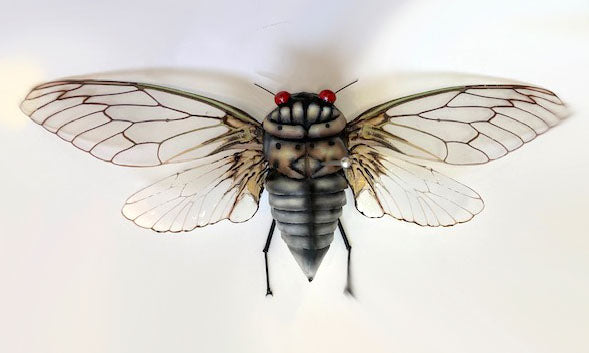 23. White Ghost Cicada