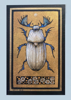 72. 12819 Coleoptera XVII