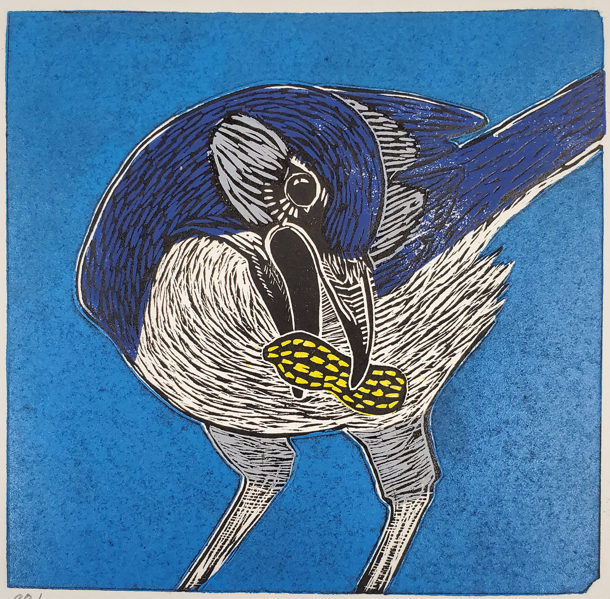 55. Scrub Jay